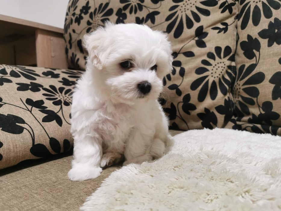 Asigur transport !!! Pui Bichon Maltez femela foarte mica si dragalasa !!!