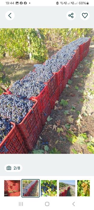 Struguri de vin de calitate superioara net