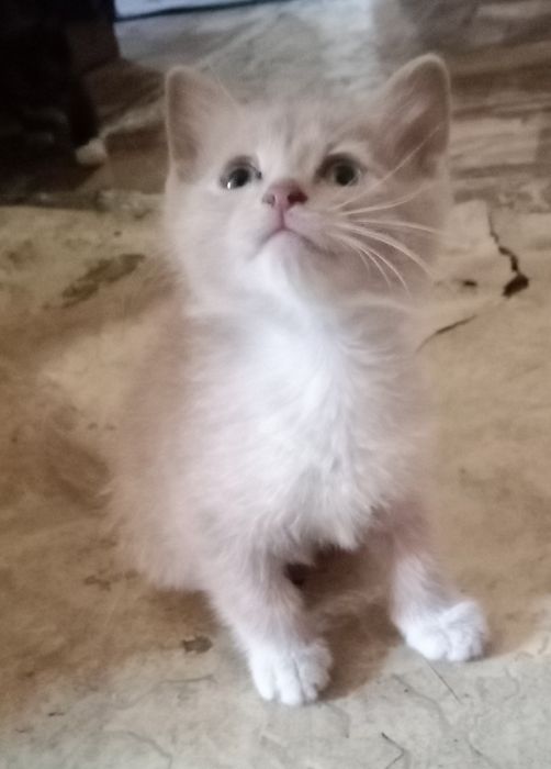 Отдам котят в добрые руки..