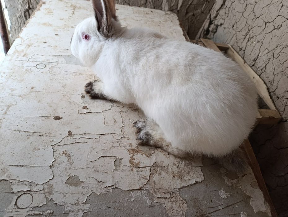 Kaliforniya quyoni   5 ta  toza zotli  uji qoshsa boladigan quyon