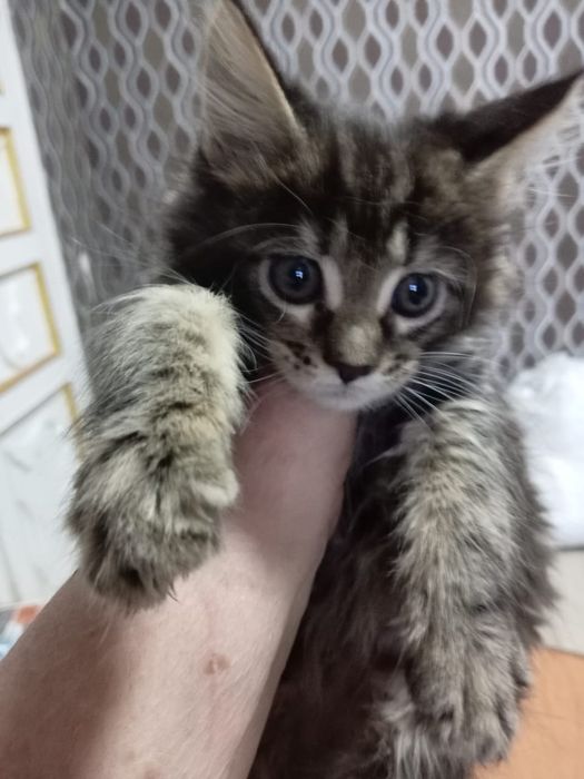 Продам котят мейн-куна!