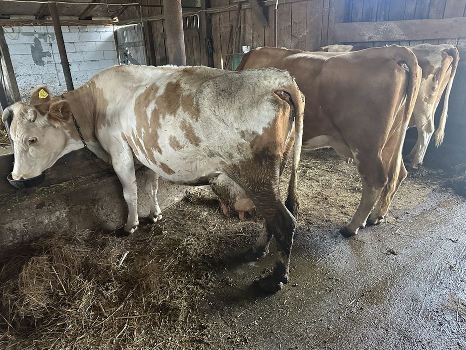 Vaca buna de lapte BR