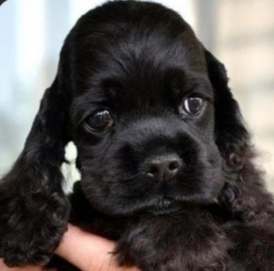 Щенки Американского кокер спаниеля.