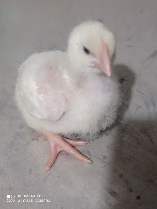 Бройлер Кобб 500