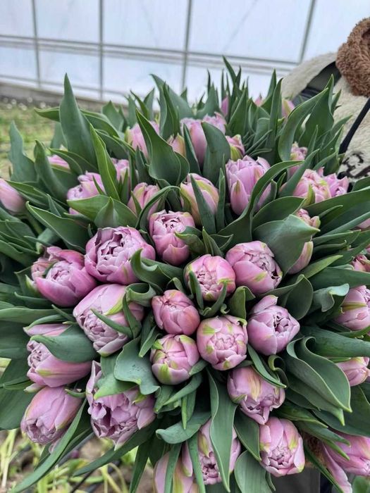 Тюльпаны оптом. Не дорого. По договору