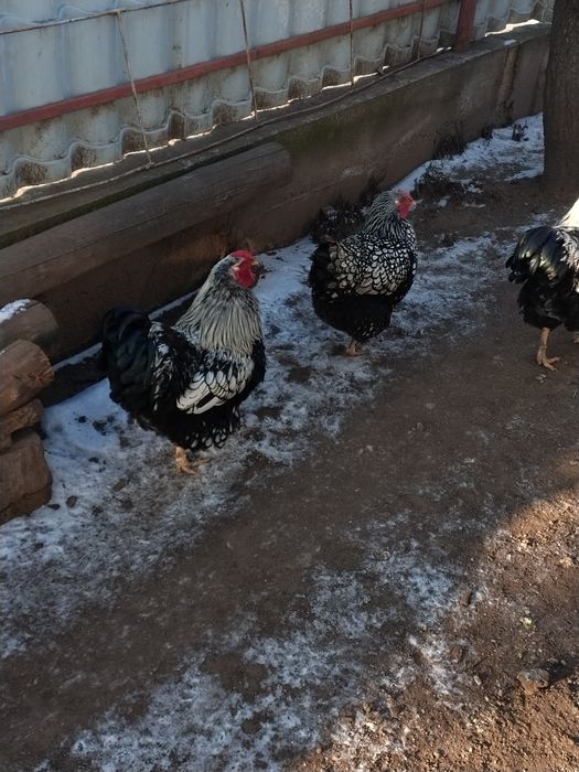 Vând cucoș wyandotte