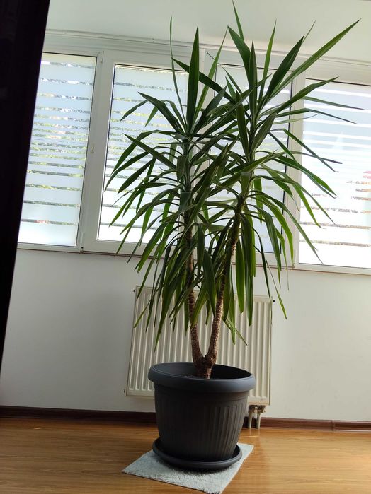 Planta Yuka mare