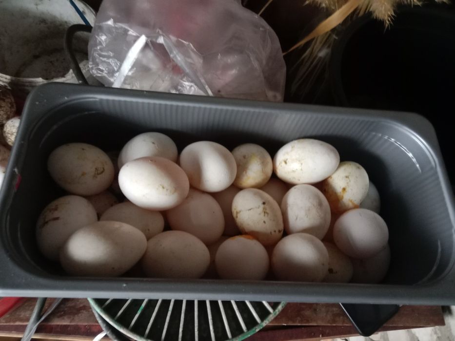 Куры несушки,белые