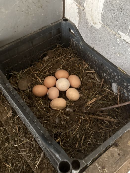 Продам домашые черный куры все несутся