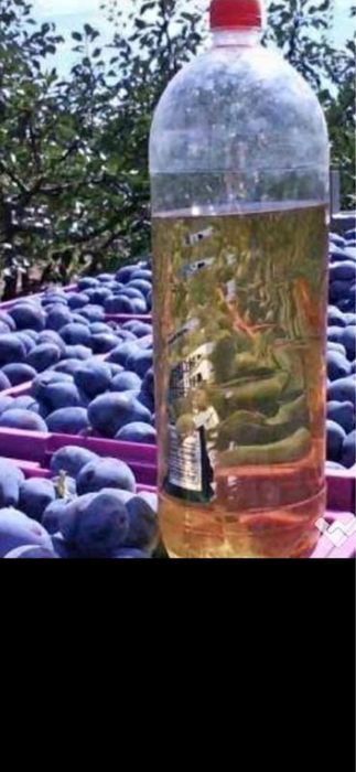 Vând prune pentru țuică – Recoltă proaspătă