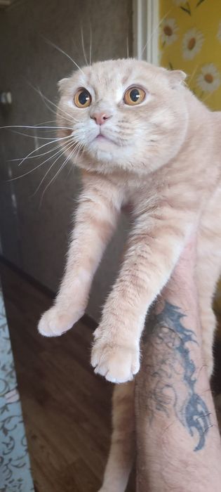 Отдам котика в добрые руки