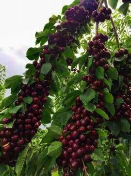 Karlek VA polekarlek geloslar 100%Kafolati bilan