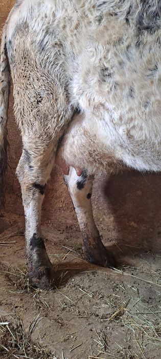 Продаётся корова