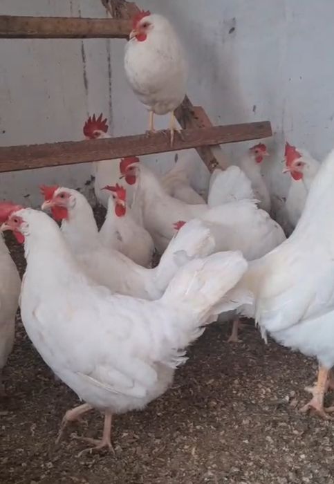 Леггорн стандарт