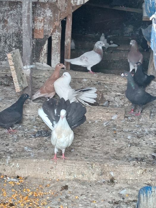 Porumbei Înfoiați de vinzare