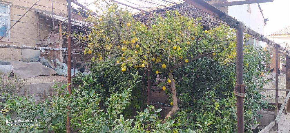 8 sotik Piskent tumani birlik maxallasi navrov ko'chasi 4-uy