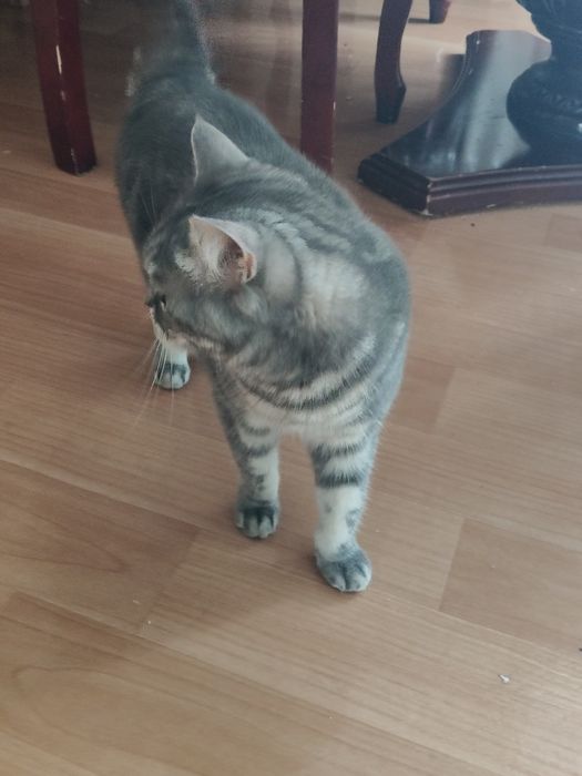 Продам.   Британку..