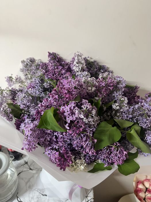 сирень   свежий