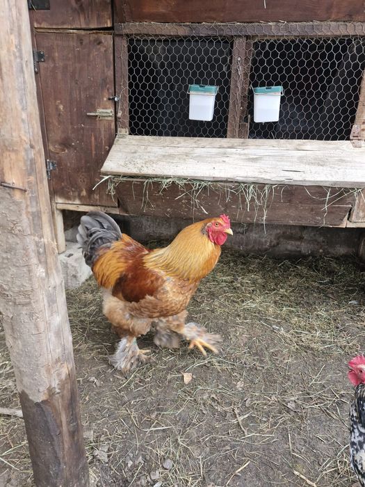 Cocoș Metiș de Brahma