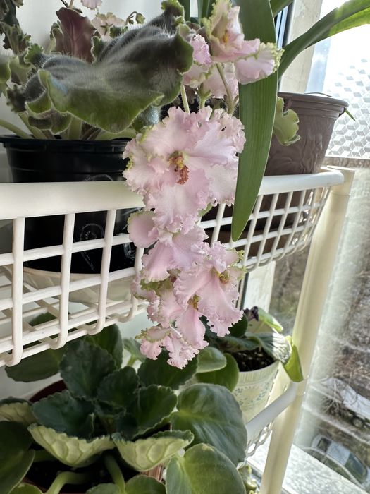 Продам красивые фиалки