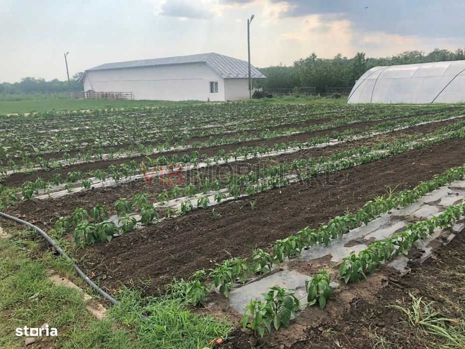 Fermă de vânzare 3 ha ,Exploatație agricolă și zootehnică