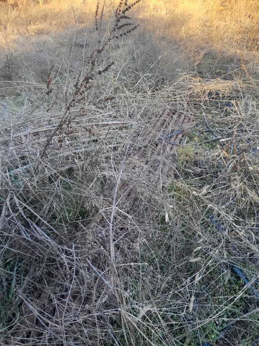 Оранжерии 2 броя