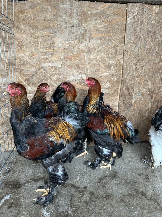 Familie brahma potarnichiu pe negru 3+1
