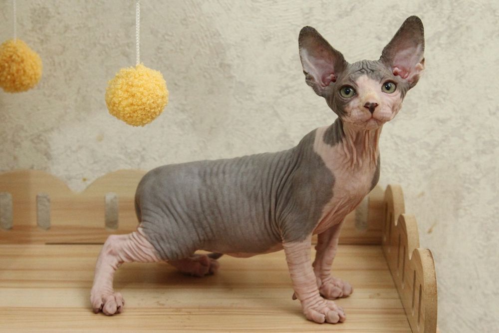 Кошечка, канадский сфинкс