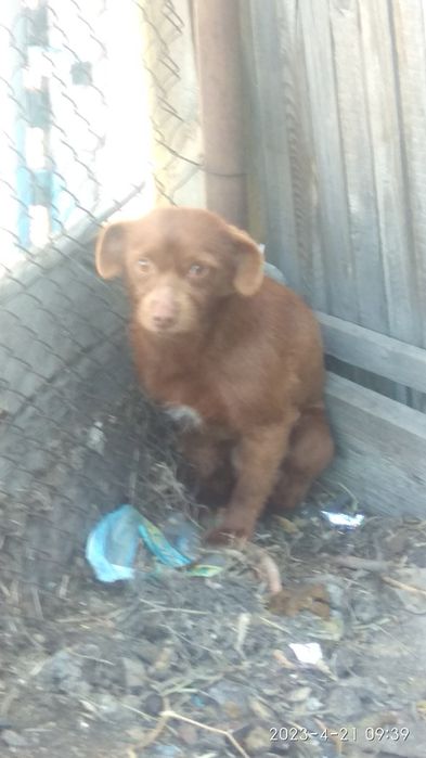 отдам щенка мальчика