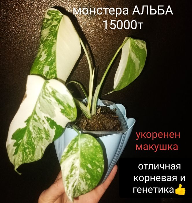 Монстера АЛЬБА 15000т