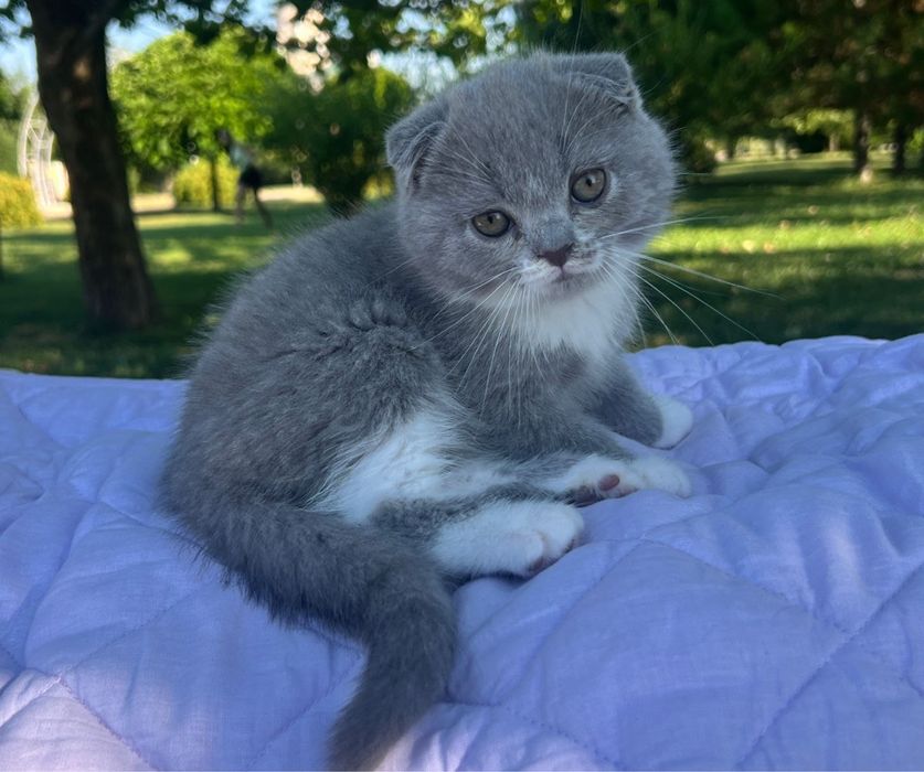 Шотландски котенца