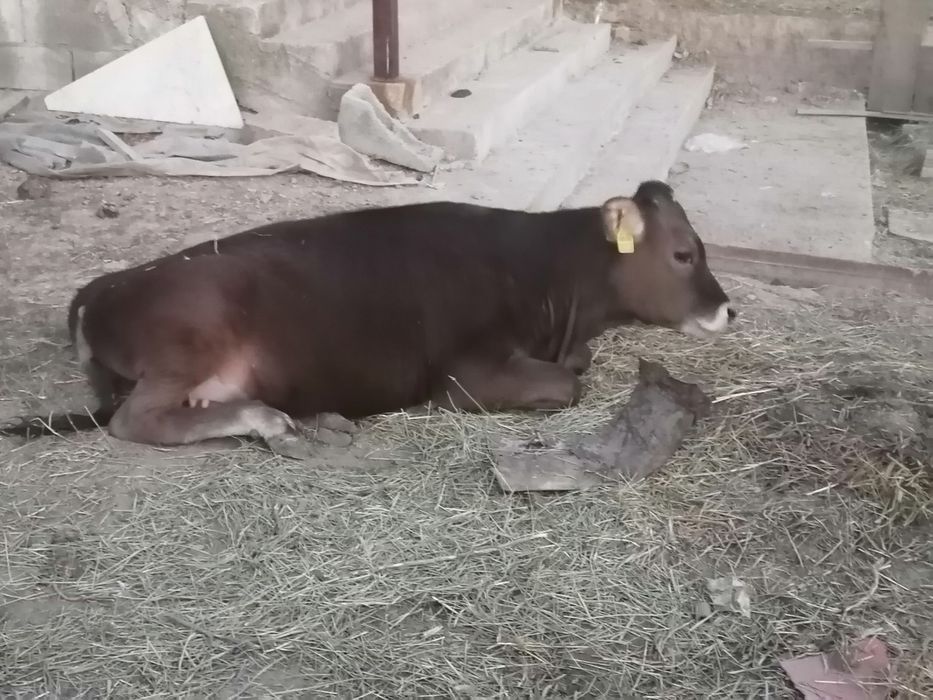 В продаже телята