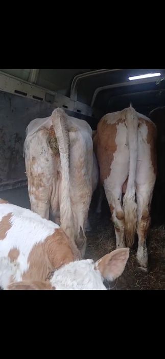 Taur si vaca de abator