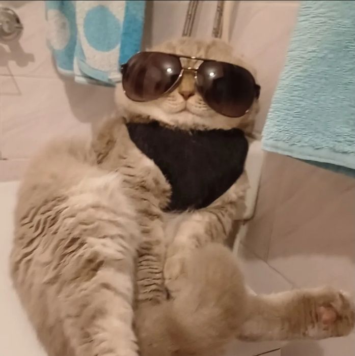 Ищем невесту для ДОСТОЙНОГО кота!