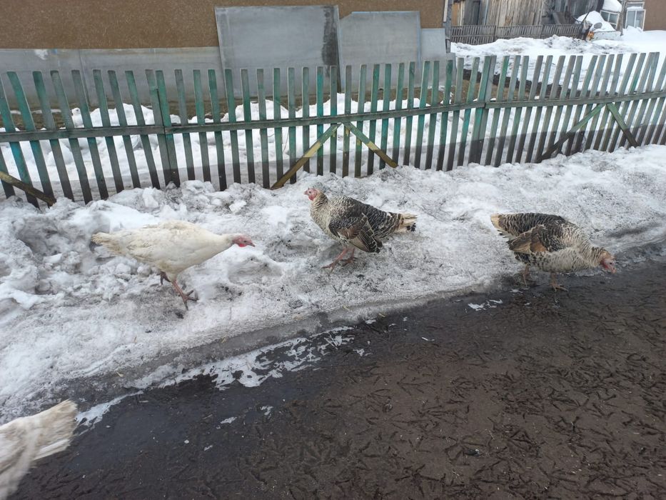 Продам индюков по 15000