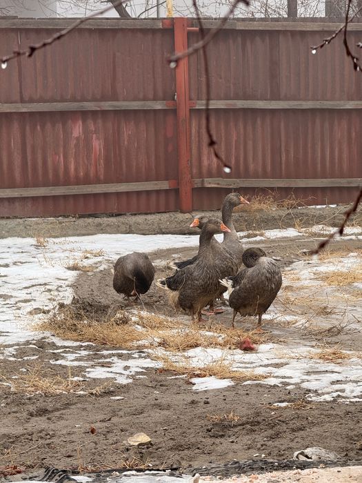 Қаз сатылады/4 ұрғашы,1 еркек