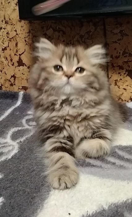 Шикарная Хайленд страйт.