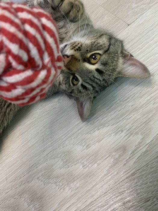 Котик в добрые руки