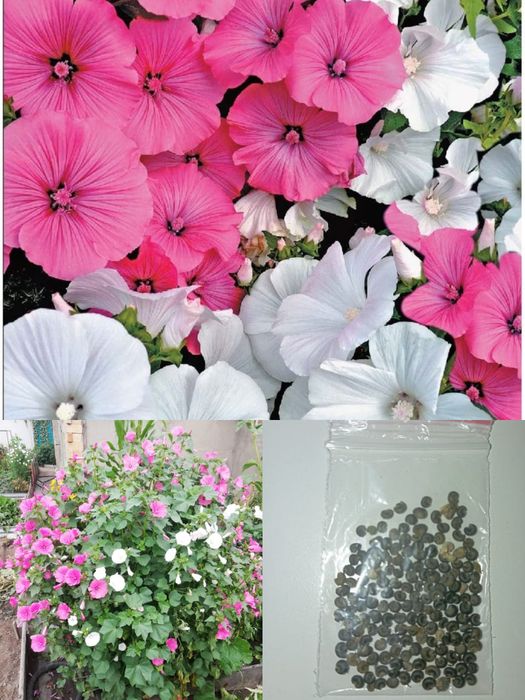 Семена    цветов