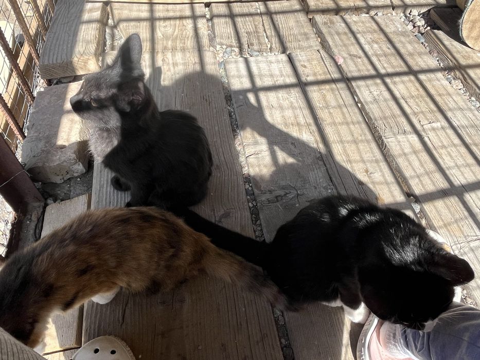 Отдам котят в хорошие руки.