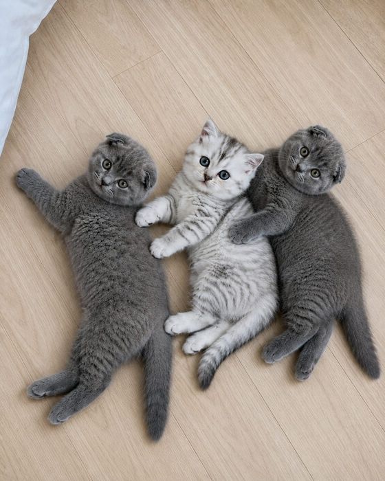 Шотландские котята