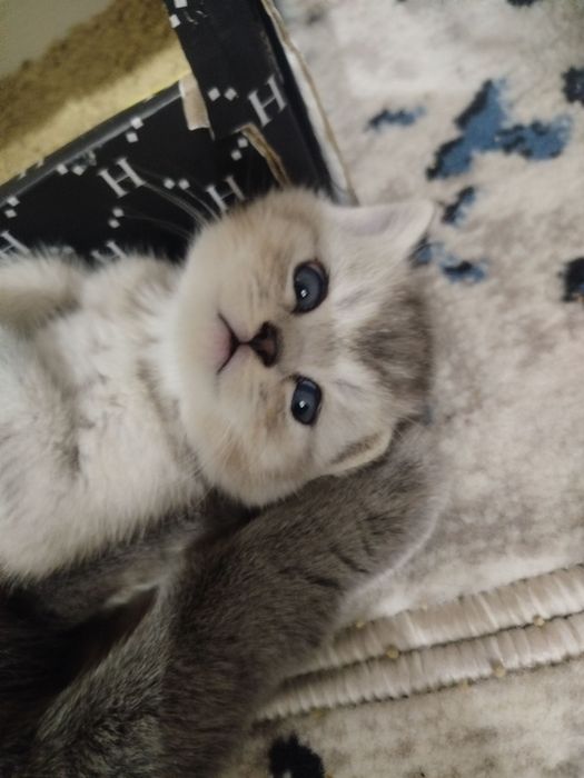 Shotlandski parodali mushucha srochna sotilad