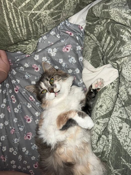 Отдам кошку в хорошие руки