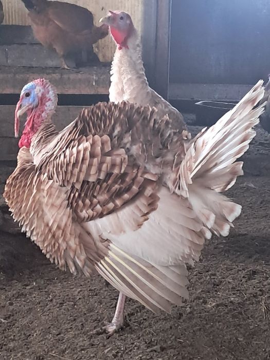 Продам индюков. Күрке тауық сатамын.