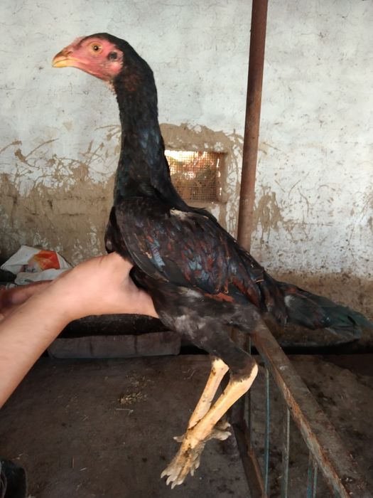 Oʻptimga sotiladi