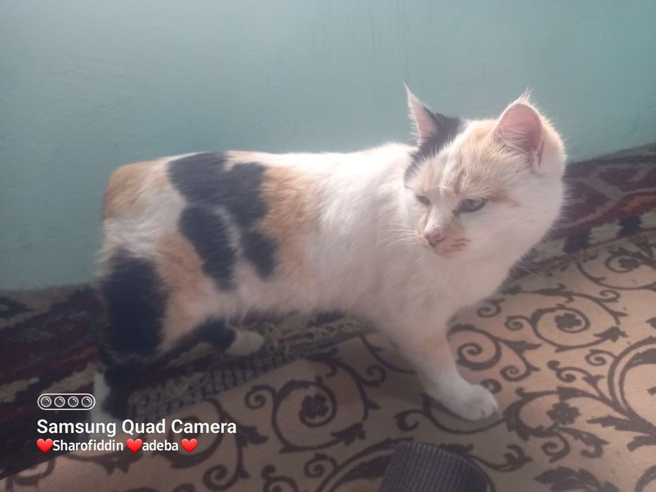 Bemolol telfon qilaveringizlar