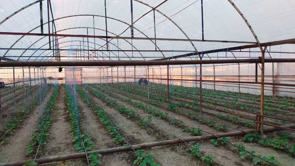 Теплица сатылады