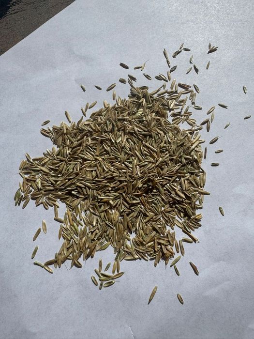 Sămânță Iarba coasă, pășune, livezi, islaz, amestec