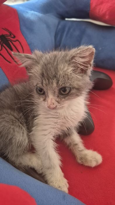 Котенок в добрые руки