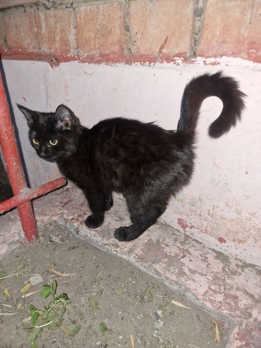 Молоденький верный котик!